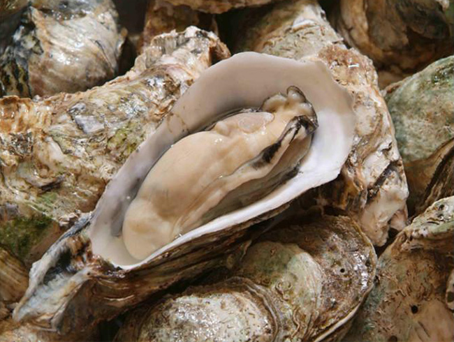 Chilled oysters