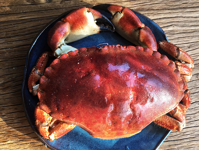 English Bread Crab